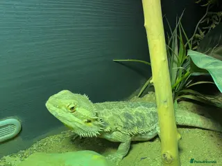 Bearded Dragon reptiles Bearded Deagon for sale - Advert 7