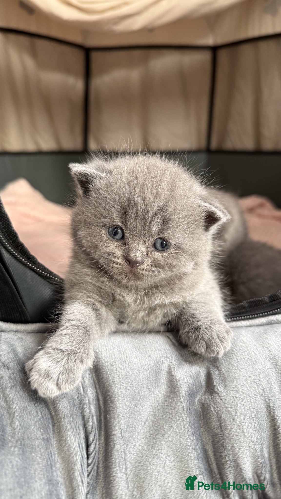 British Shorthair cats for sale: Gorgeous GCCF Reg British Blue Shorthair Kittens - Advert 1