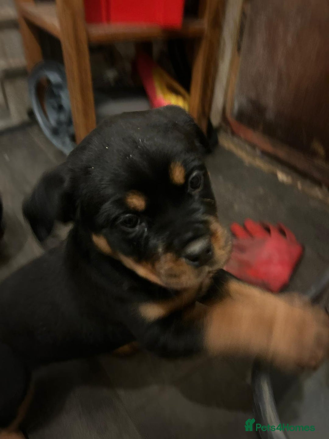 Rottweiler dogs for sale: Big and chunky kc Rottweiler puppy’s for sale  - Advert 2