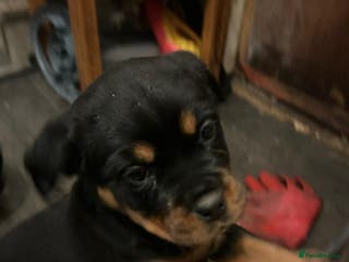 Rottweiler dogs Big and chunky kc Rottweiler puppy’s for sale - Advert 1