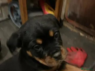 Rottweiler dogs NOW READY TO GO Chunky Rottweiler pups for sale - Advert 13