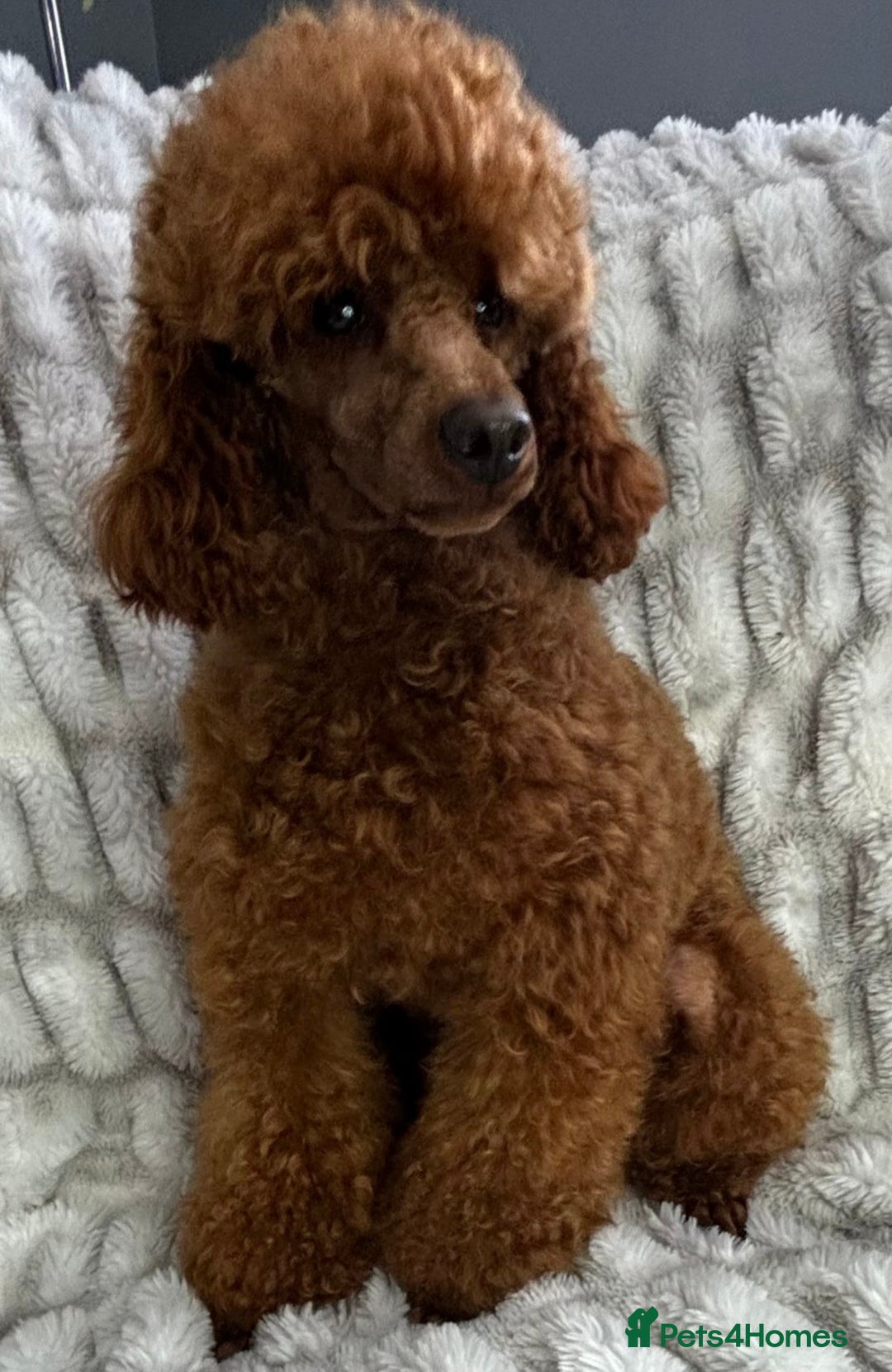 Toy Poodle dogs for sale: 2 TINY BOYS LEFT kc registered deep red toy poodle - Advert 12