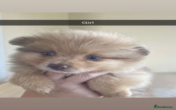 Pomeranian dogs for sale: Pomeranian puppy’s  - Image 7