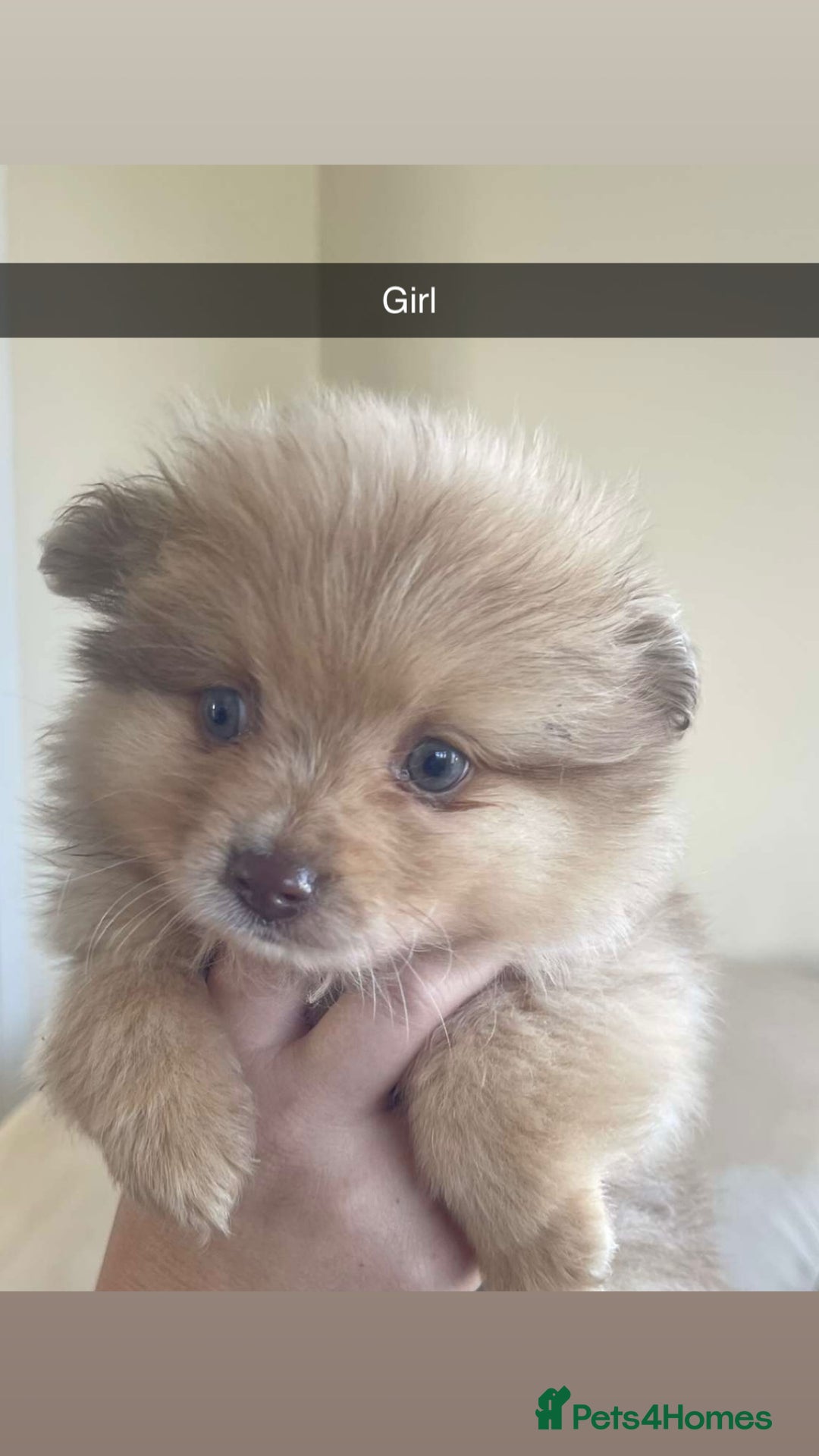 Pomeranian dogs for sale: Pomeranian puppy’s  - Image 7