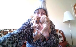 Poodle dogs for sale: miniature poodle puppies for sale - Advert 5