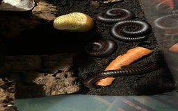 Millipedes invertebrates for sale: X4 giant African train millipedes & setup - Image 3