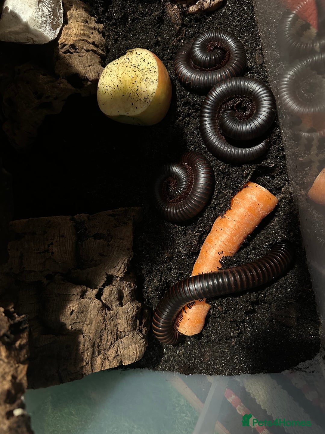 Millipedes invertebrates for sale: X4 giant African train millipedes & setup - Image 3