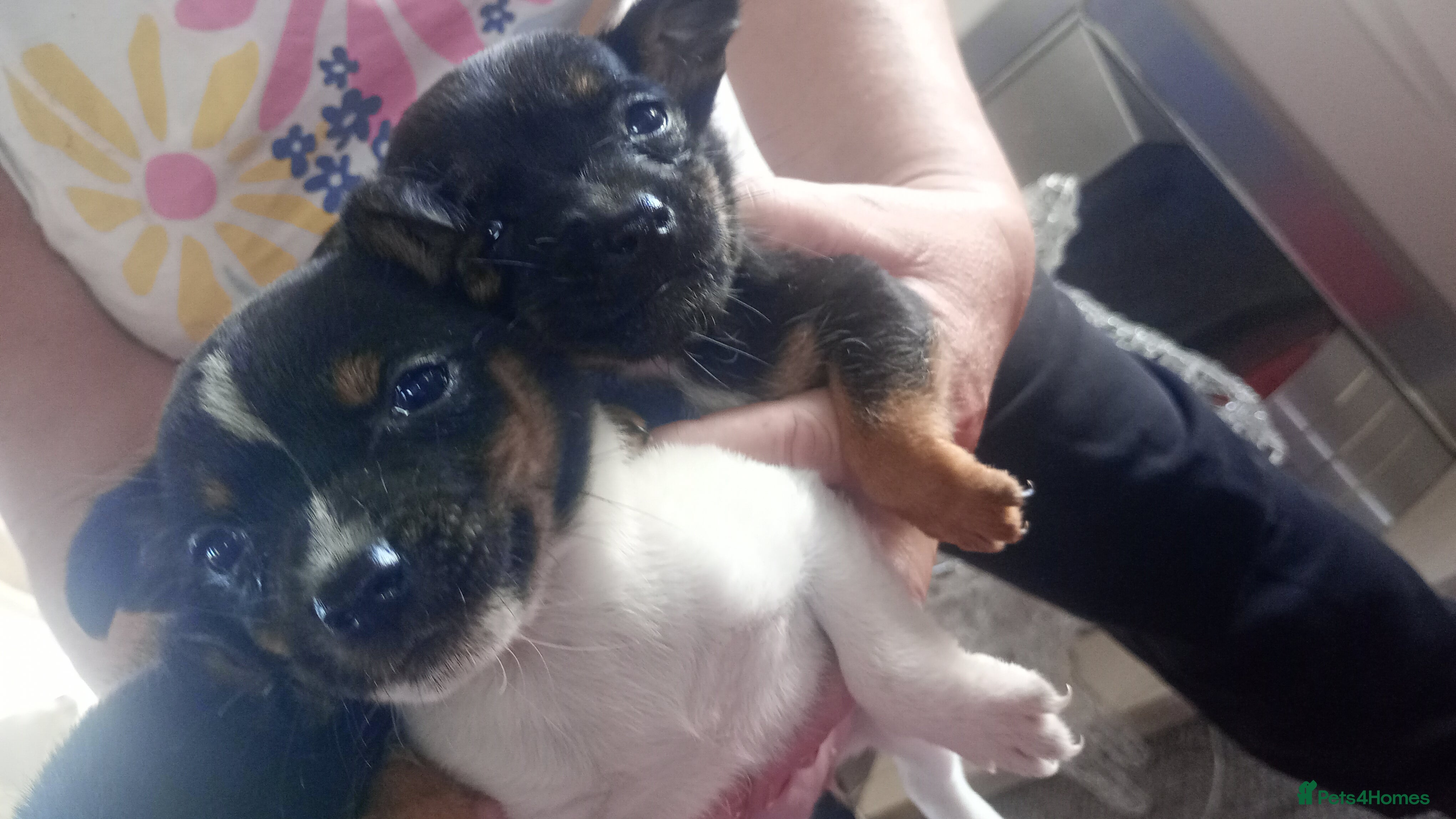 Mixed Breed dogs Jack Russell puppies  - Advert 9