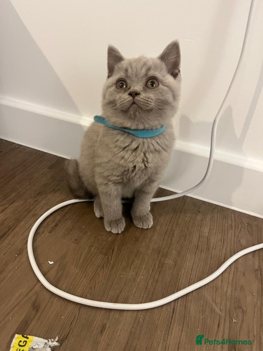 British Shorthair cats for sale:  British shorthair kittens Pedigree registered - Advert 40