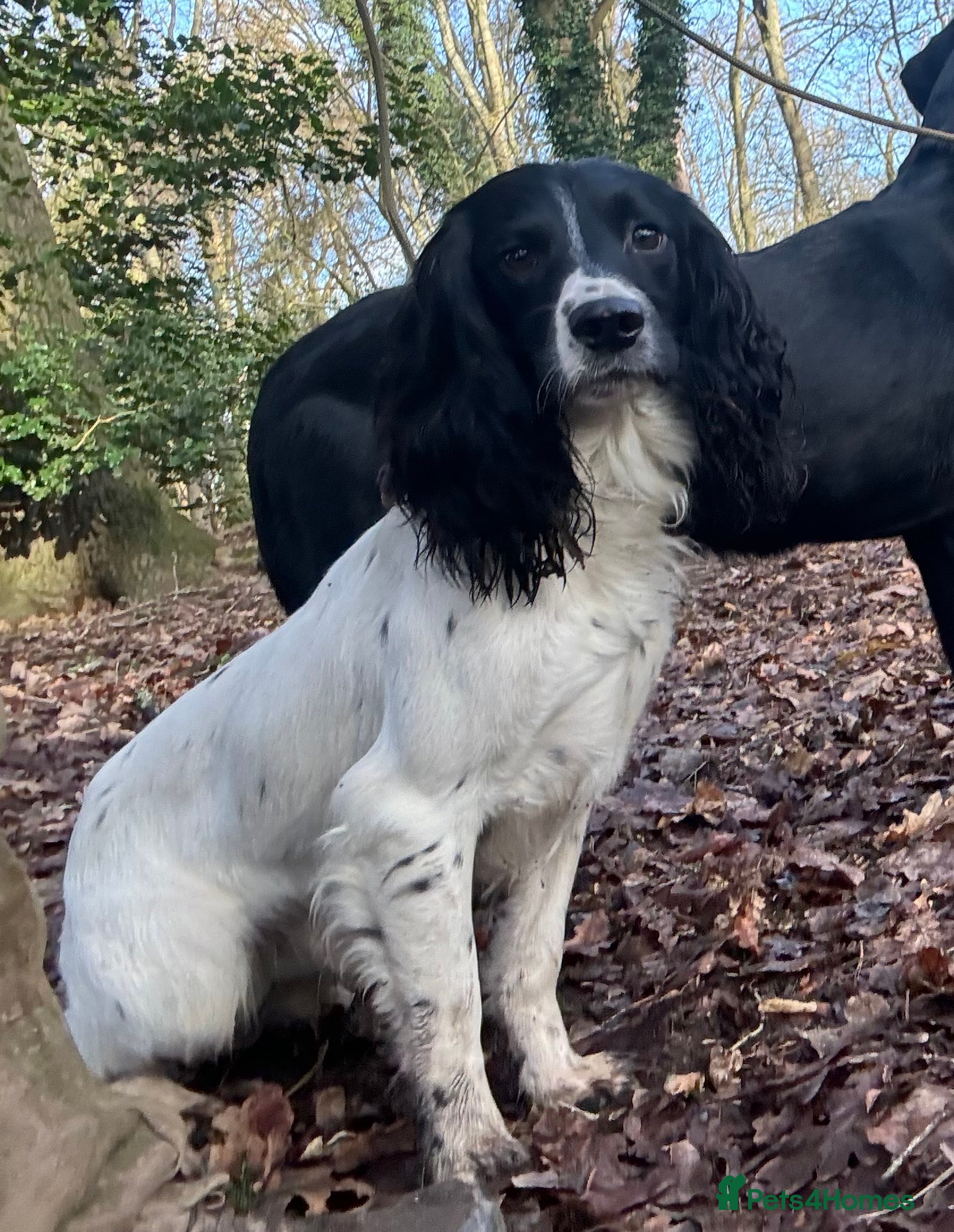 English Springer Spaniel dogs  Black &amp; White English Springer Spaniel For Stud - Advert 3