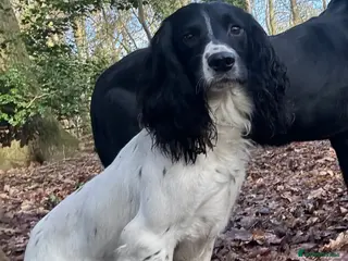 English Springer Spaniel dogs Black & White English Springer Spaniel For Stud - Advert 8