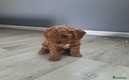 Cockapoo dogs for sale: Beautiful toy cockapoos - Image 10