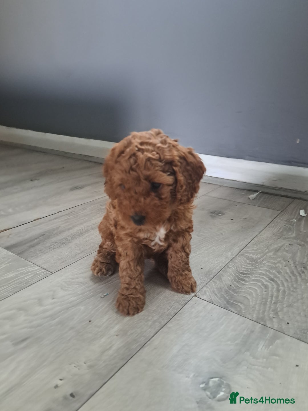 Cockapoo dogs for sale: Beautiful toy cockapoos - Image 10