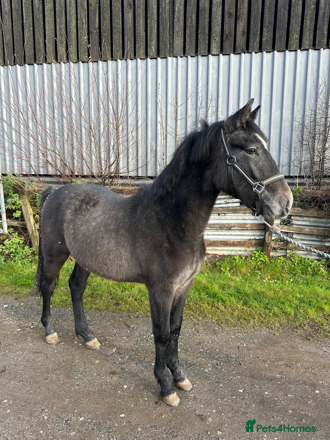 Connemara horses for sale: Llyhelyg Wizard  - Advert 3