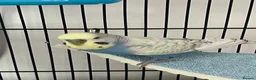 Budgerigars birds for sale: 2 beautiful baby budgies for sale in Stoke-on-Trent - Advert 3