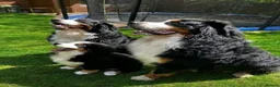 Bernese Mountain Dog dogs for sale: Bernese Mountain Dog - Ready for Forever Home - Advert 7