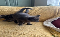 Maine Coon cats for sale: Chunky and fluffy Mainecoon kittens - Image 17