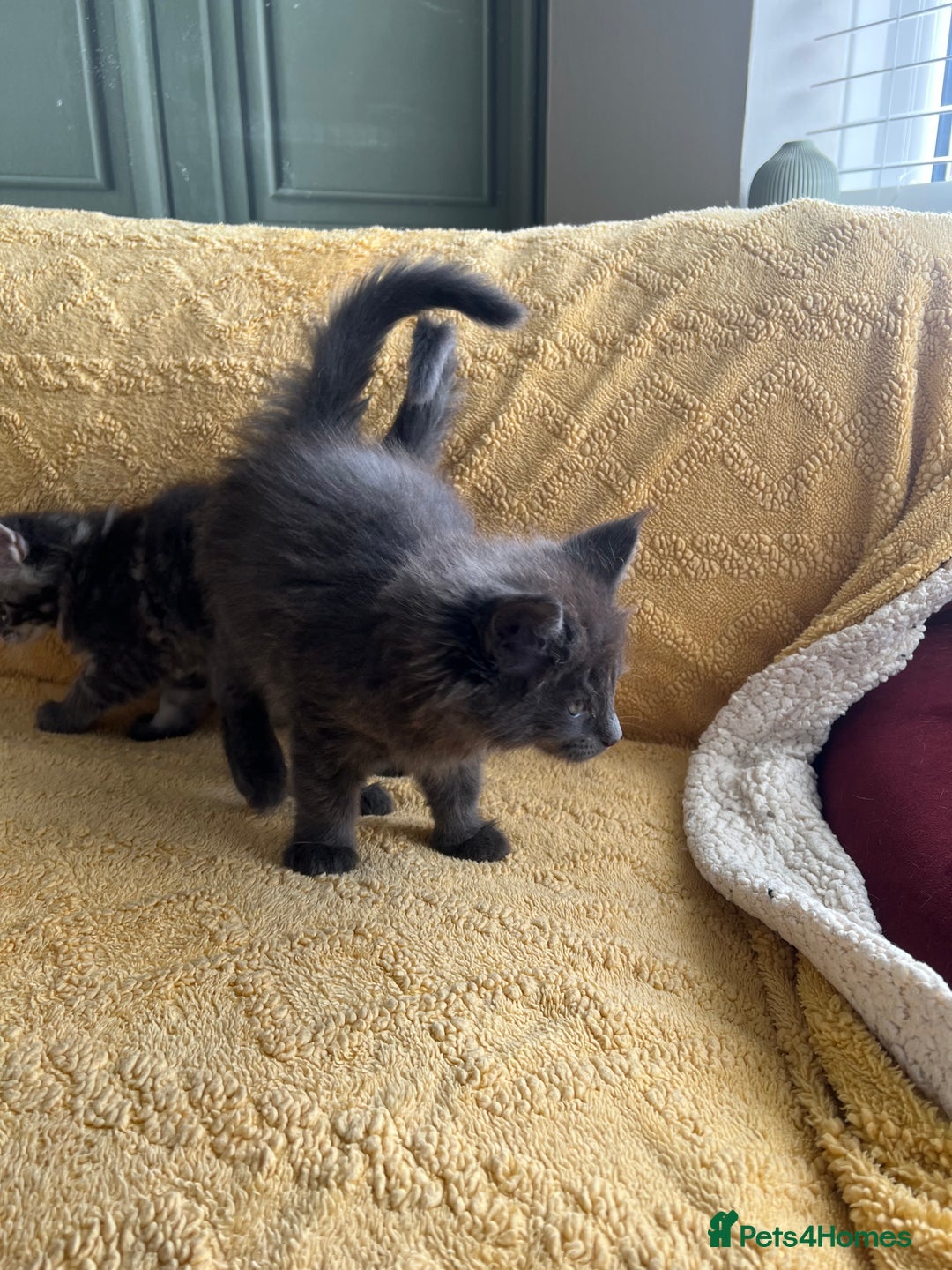 Maine Coon cats for sale: Chunky and fluffy Mainecoon kittens - Image 17