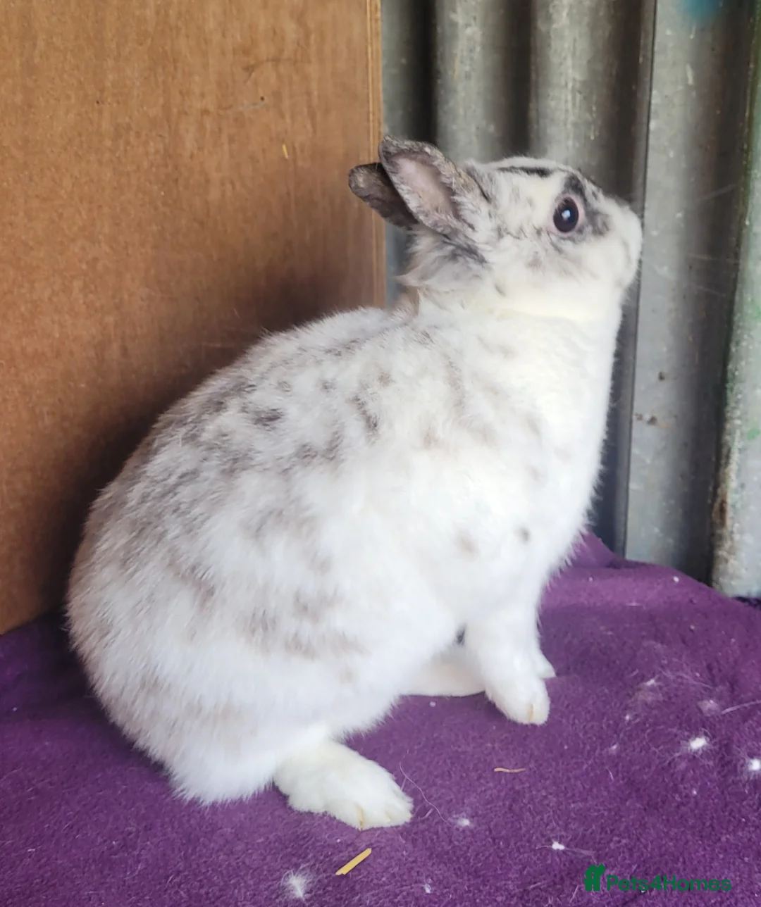 Netherland Dwarf rabbits for sale: Beautiful 'Bubble' Netherland Dwarf doe - Advert 3