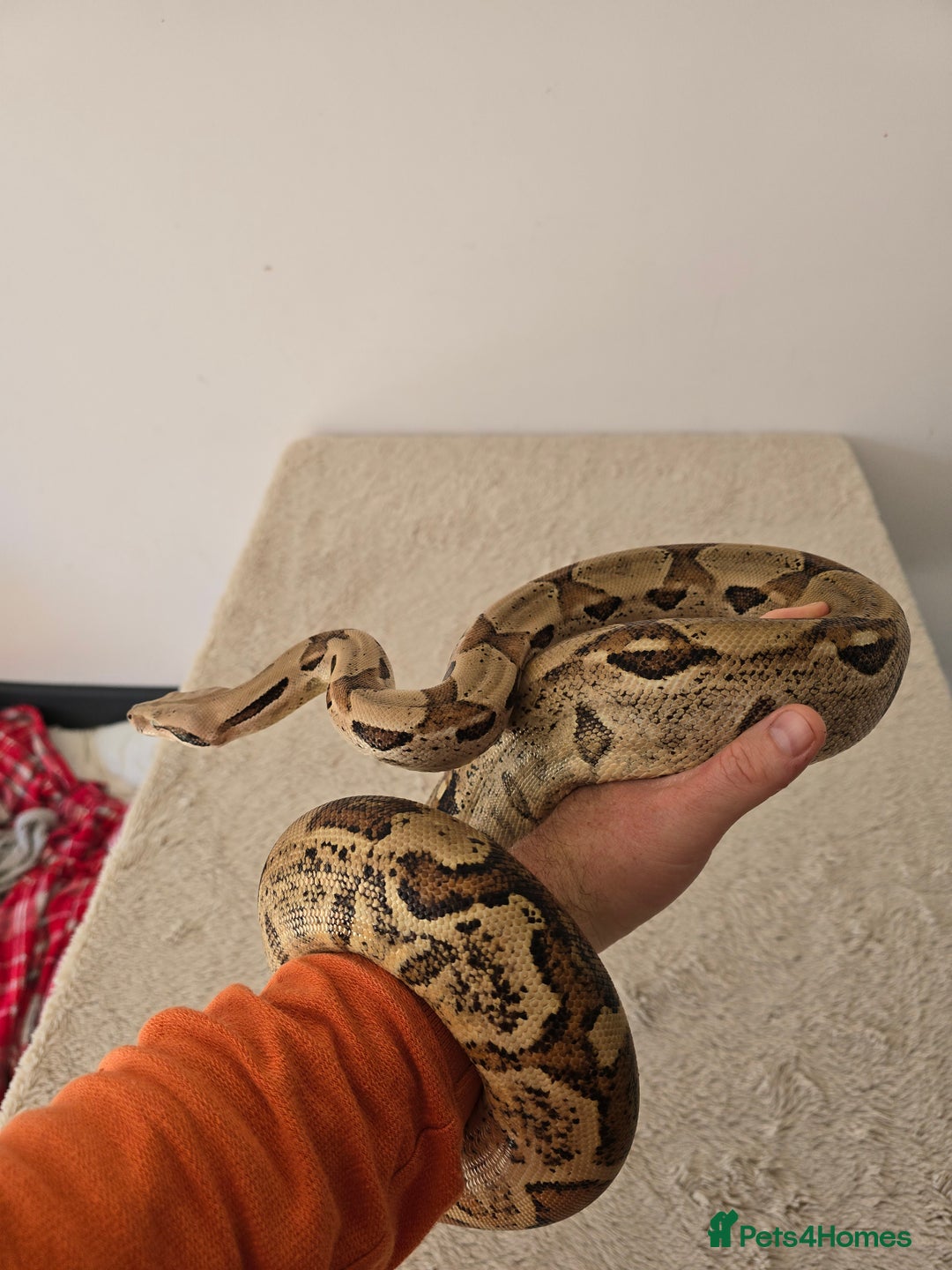 Boa Snake reptiles for sale: 2022 Male Paraglow Boa – 100% het Anery - Image 1