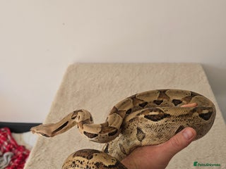 Boa Snake reptiles 2022 Male Paraglow Boa – 100% het Anery - Advert 8