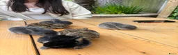 Mixed Breed rabbits for sale: Beautiful Lop Cross Baby Bunnies for sale  in Ferndown - Advert 3