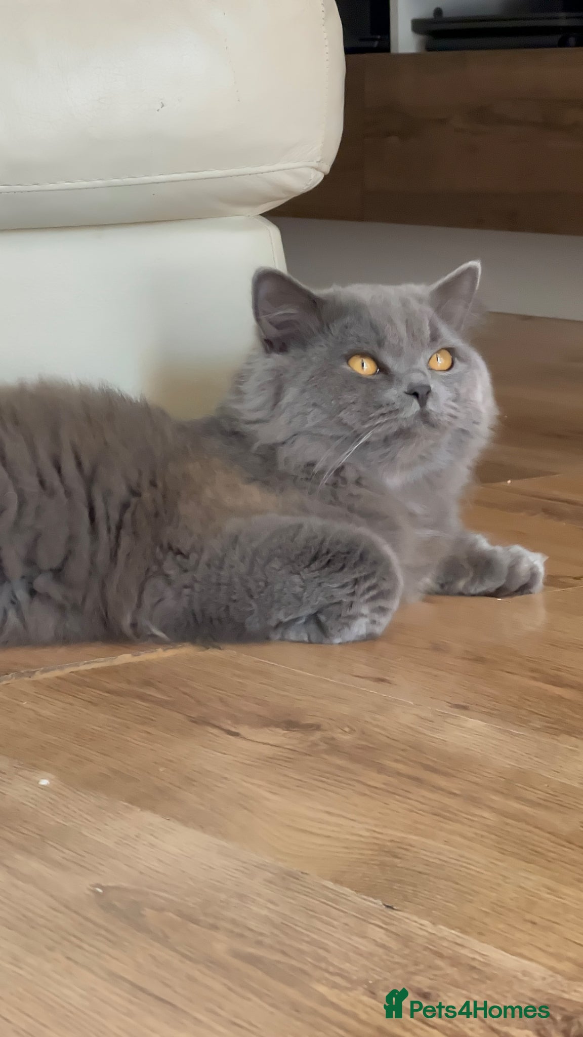 British Longhair cats British long hair boy to Stud  - Advert 14