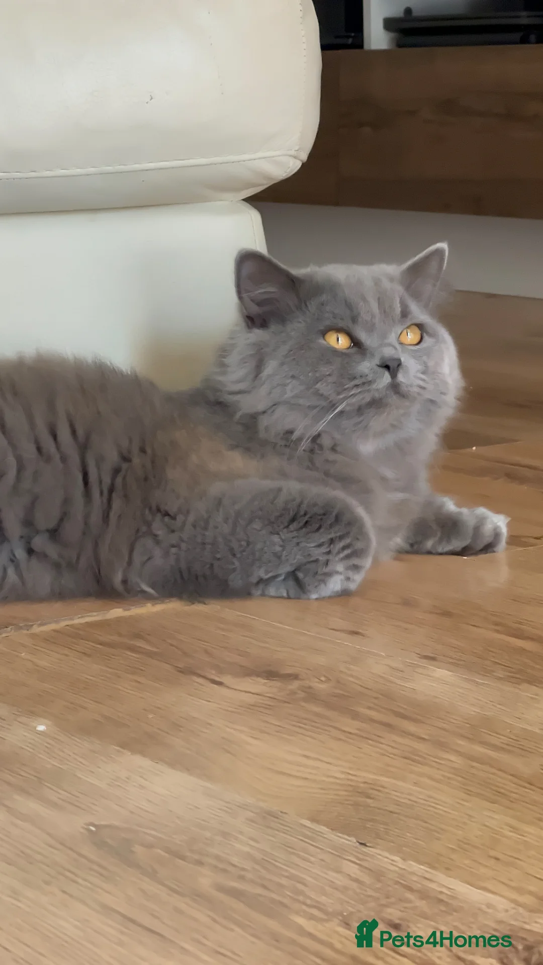 British Longhair cats for stud: British long hair boy to Stud  - Advert 1