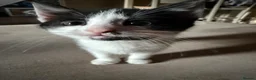Turkish Angora cats for sale: Turkish Angora X  in Malvern - Advert 2