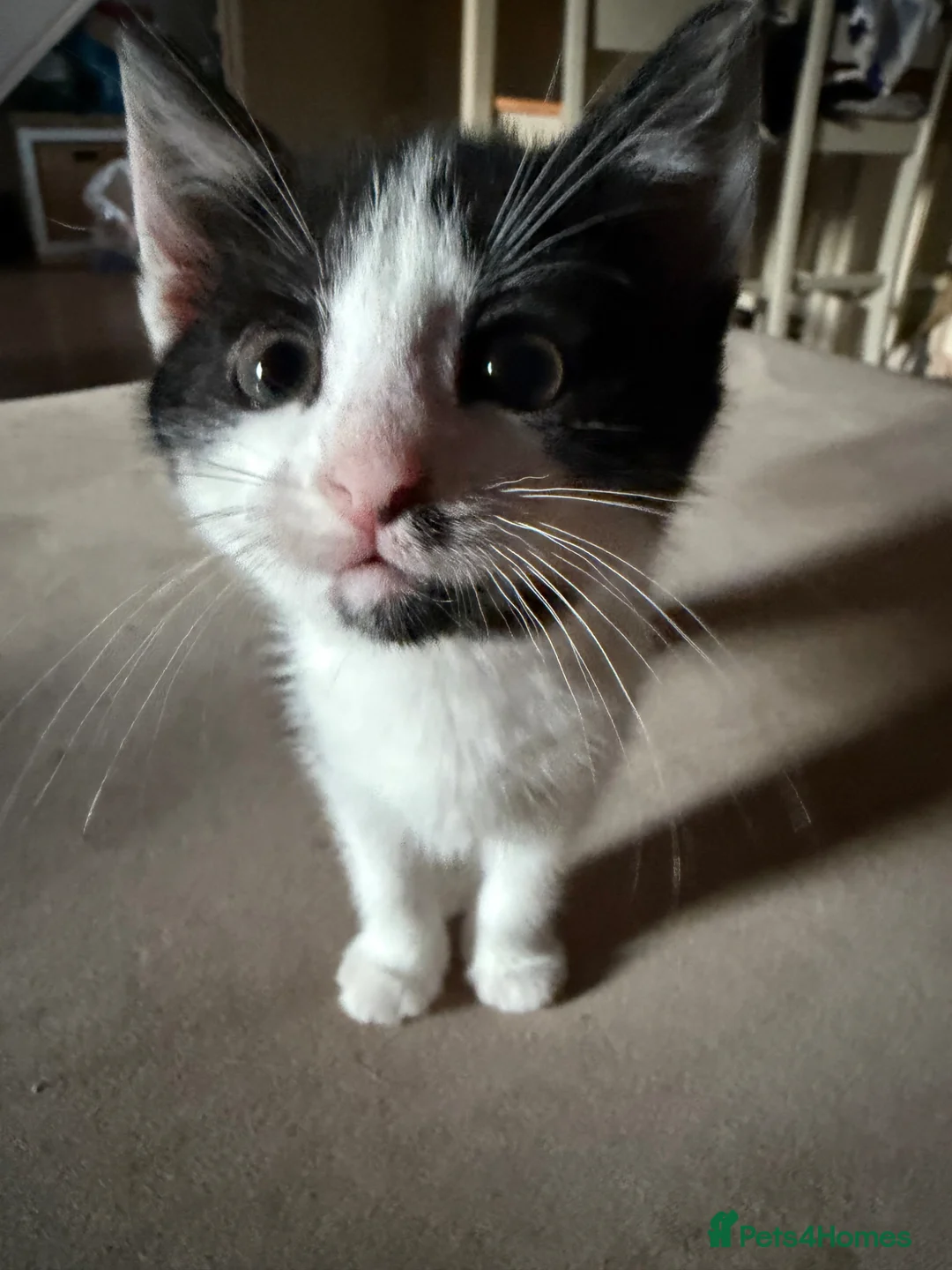 Turkish Angora cats for sale: Turkish Angora X  in Malvern - Advert 2