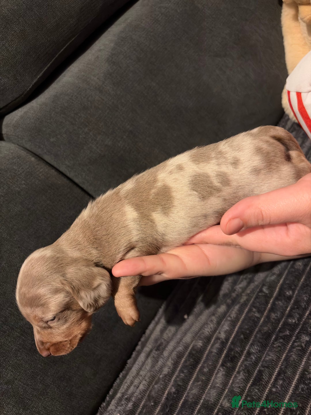 Miniature Dachshund dogs for sale: 🐾 Miniature Dachshund Puppies KC Registered  - Advert 30