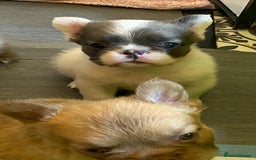French Bulldog dogs for sale: Quality health tested/KC fluffy French bulldogs - Image 26