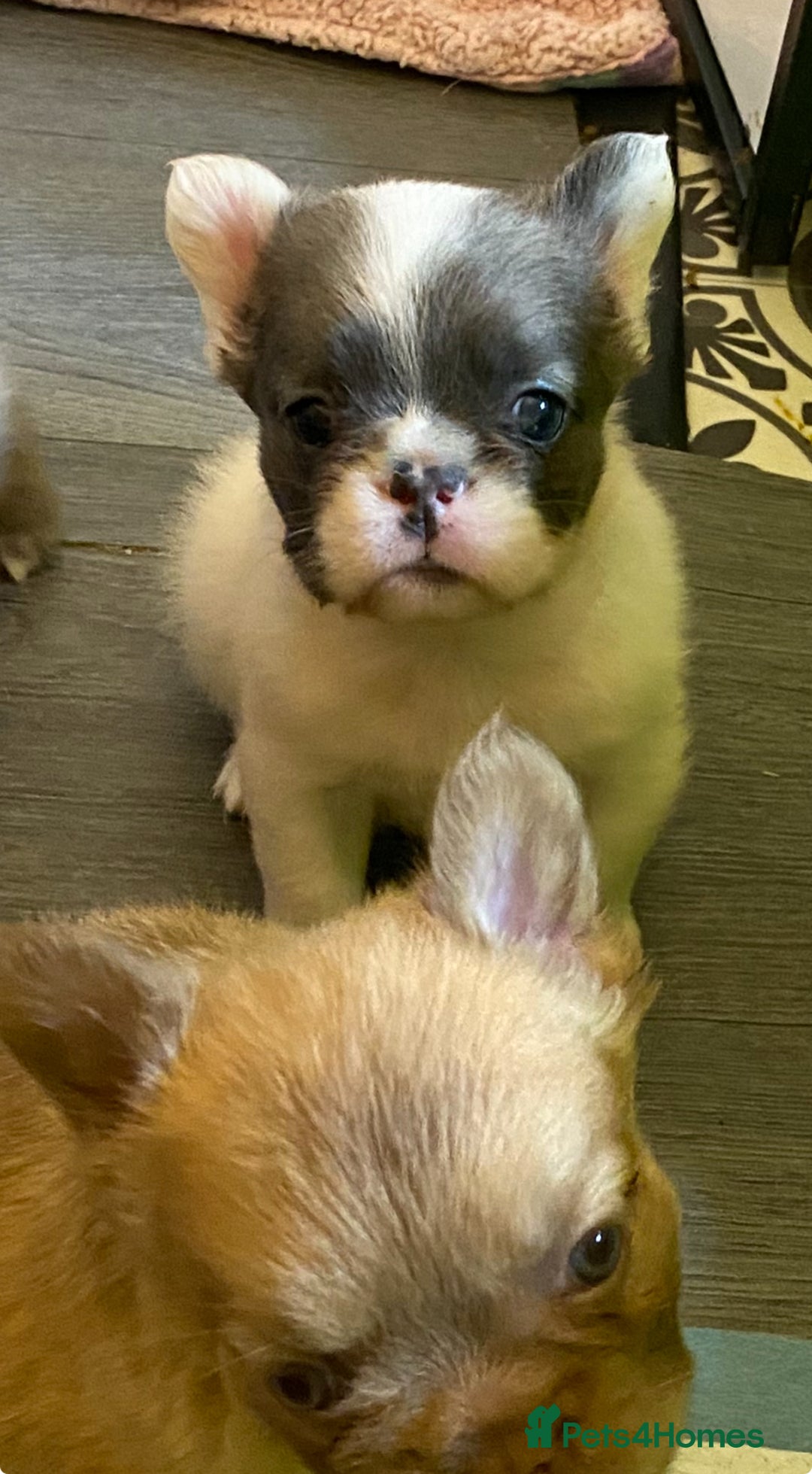 French Bulldog dogs for sale: Quality health tested/KC fluffy French bulldogs - Image 26