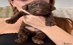 Cockapoo dogs for sale: 🐾 Beautiful F1B Cockapoos –Health Tested Parents  - Image 7