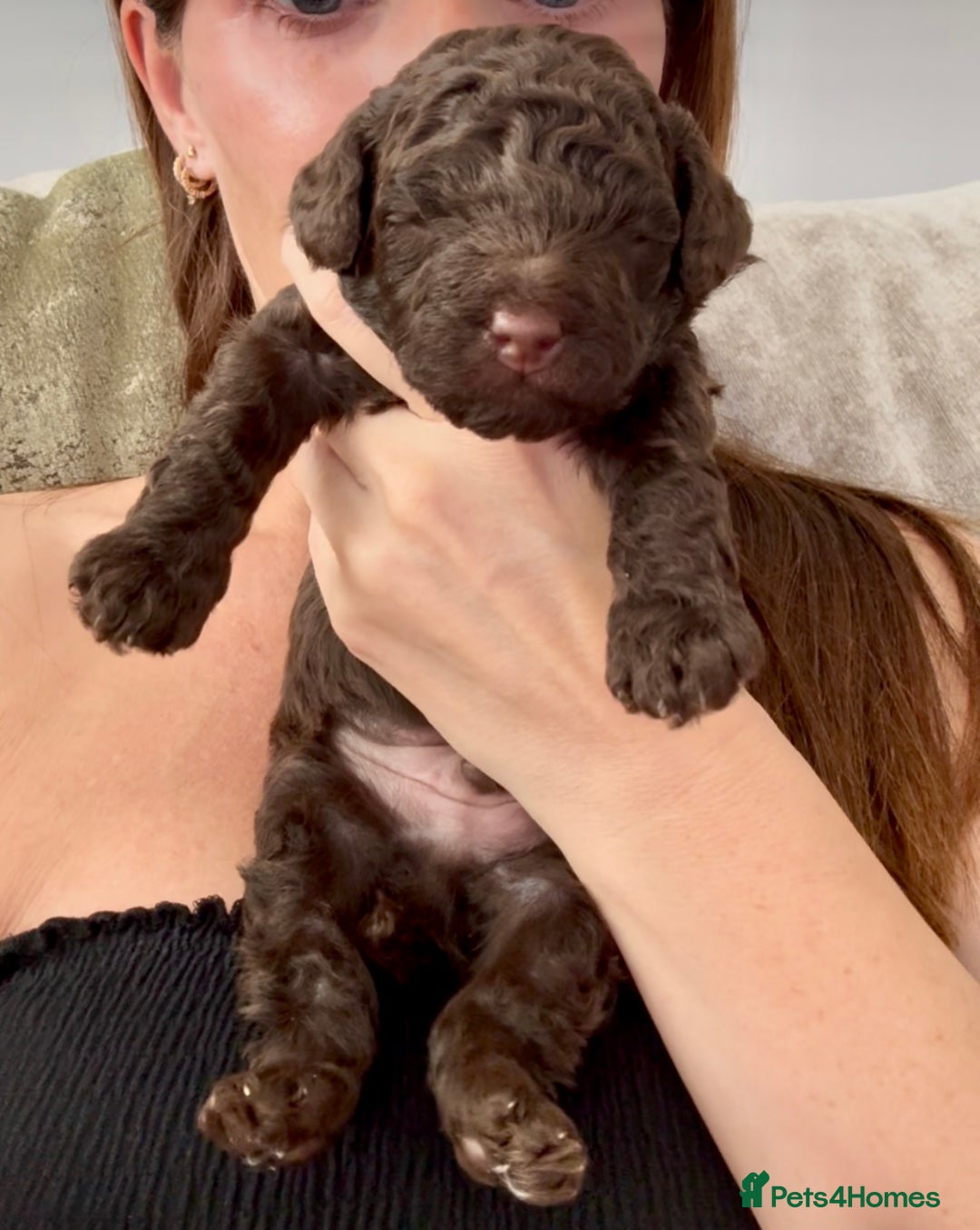 Cockapoo dogs for sale: 🐾 Beautiful F1B Cockapoos –Health Tested Parents  - Image 7