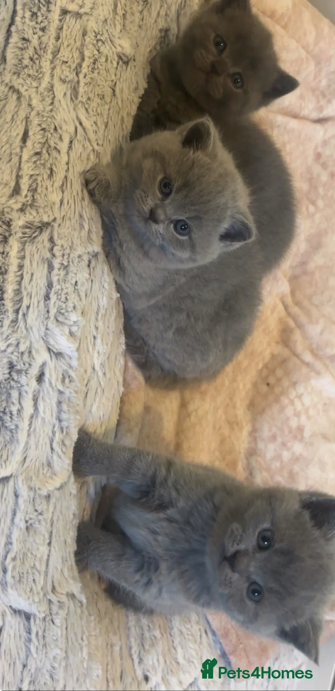 British Shorthair cats for sale: British shorthair kitten  in Edinburgh - Advert 4
