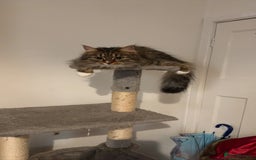 Bengal cats for sale: 2 year old for adoption  - Image 3