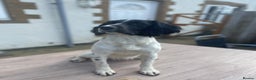 English Springer Spaniel dogs for sale: English Springer Spaniel Puppies Waiting List!! - Advert 6