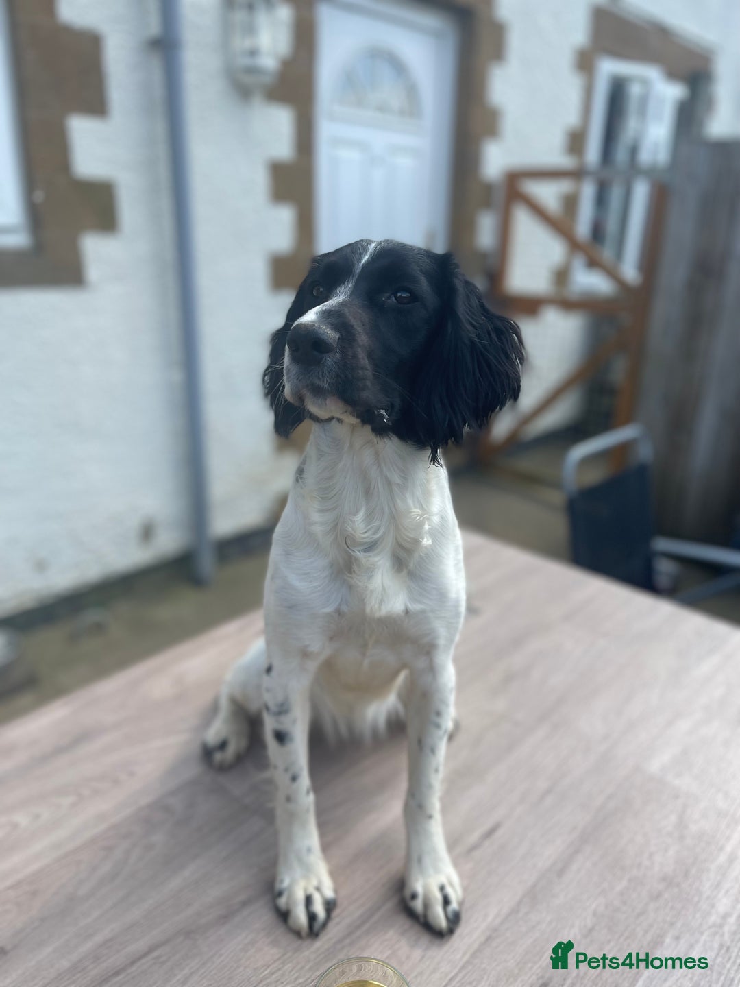 English Springer Spaniel dogs for sale: English Springer Spaniel Puppies Waiting List!! - Advert 6