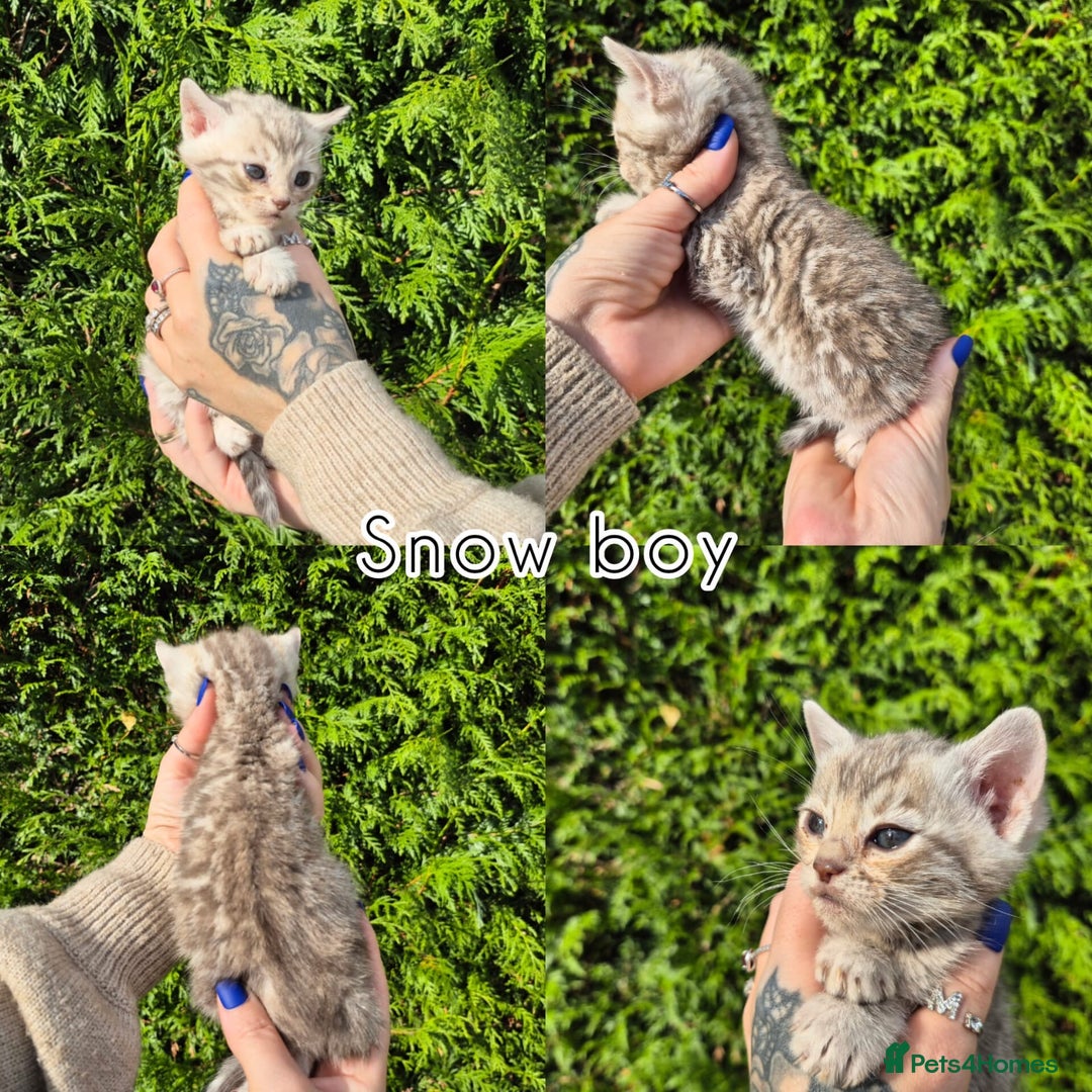 Bengal cats for sale: 6 pure bred TICA Bengals 😻 - Image 8