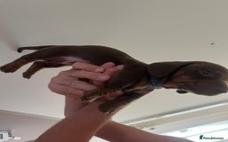 Miniature Dachshund dogs for sale: 2 beautiful miniature dachshunds  - Image 9