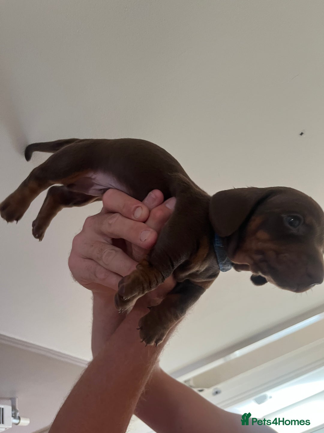 Miniature Dachshund dogs for sale: 2 beautiful miniature dachshunds  - Image 9