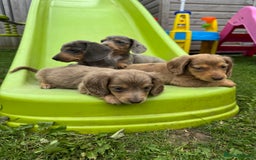 Miniature Dachshund dogs for sale: Beautiful miniature dachshund baby’s💖💙 - Image 5