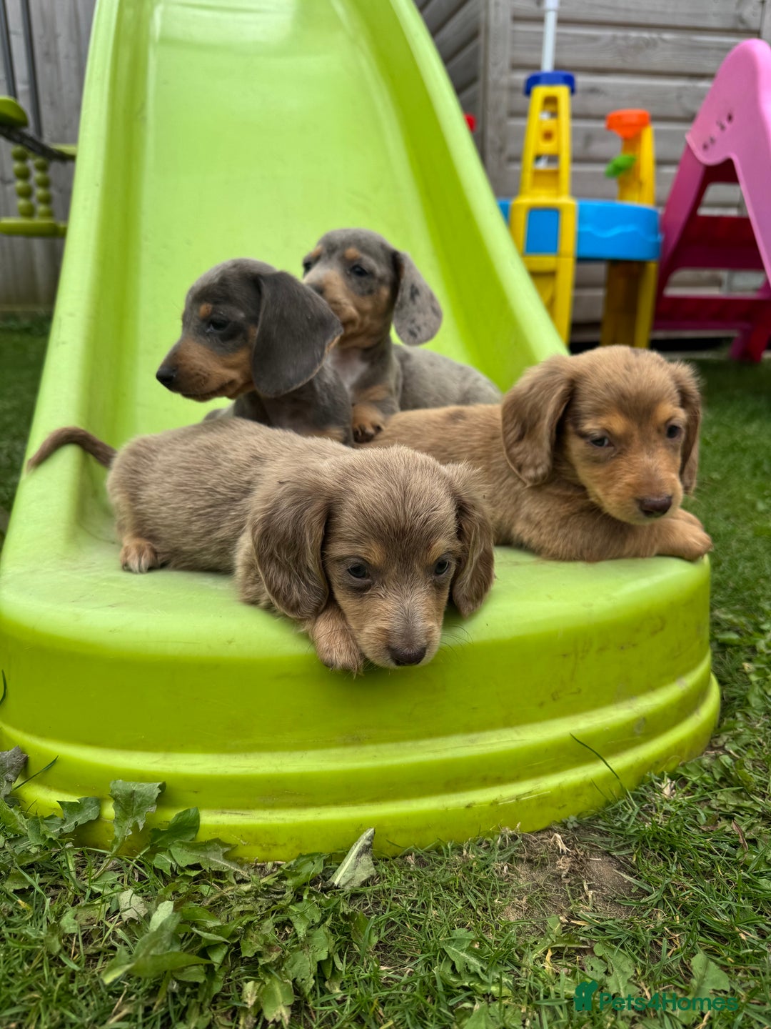 Miniature Dachshund dogs for sale: Beautiful miniature dachshund baby’s💖💙 - Image 5