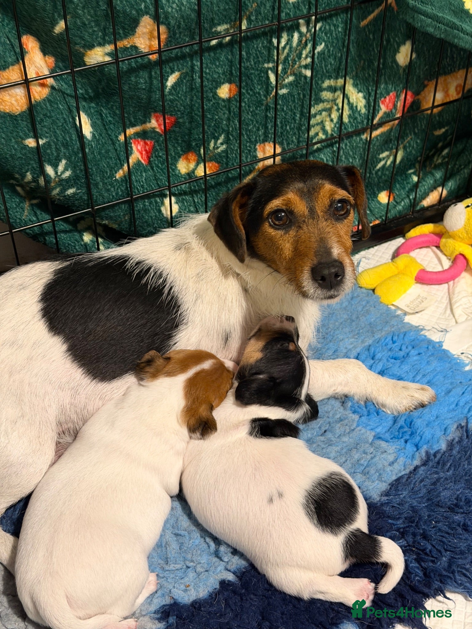 Jack Russell dogs Beautiful Jack Russell pups - Advert 2