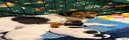 Jack Russell dogs for sale: Beautiful Jack Russell pups - Advert 2