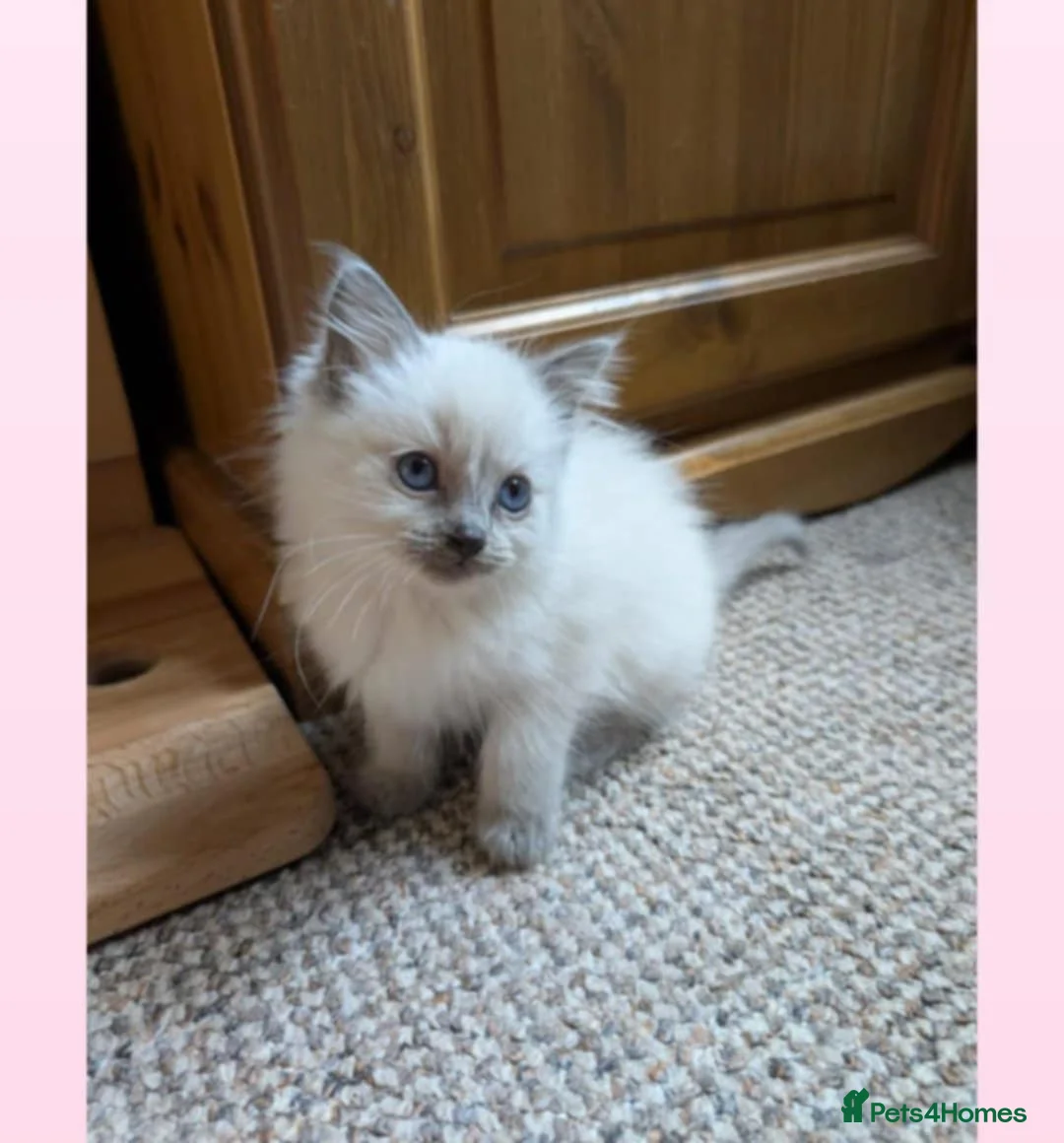 Ragdoll cats for sale: Ragdoll kittens - Advert 2