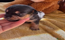 Jack Russell dogs for sale: True miniature Jack Russell’s  - Image 9