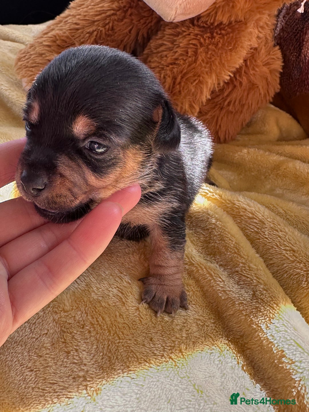 Jack Russell dogs for sale: True miniature Jack Russell’s  - Image 9