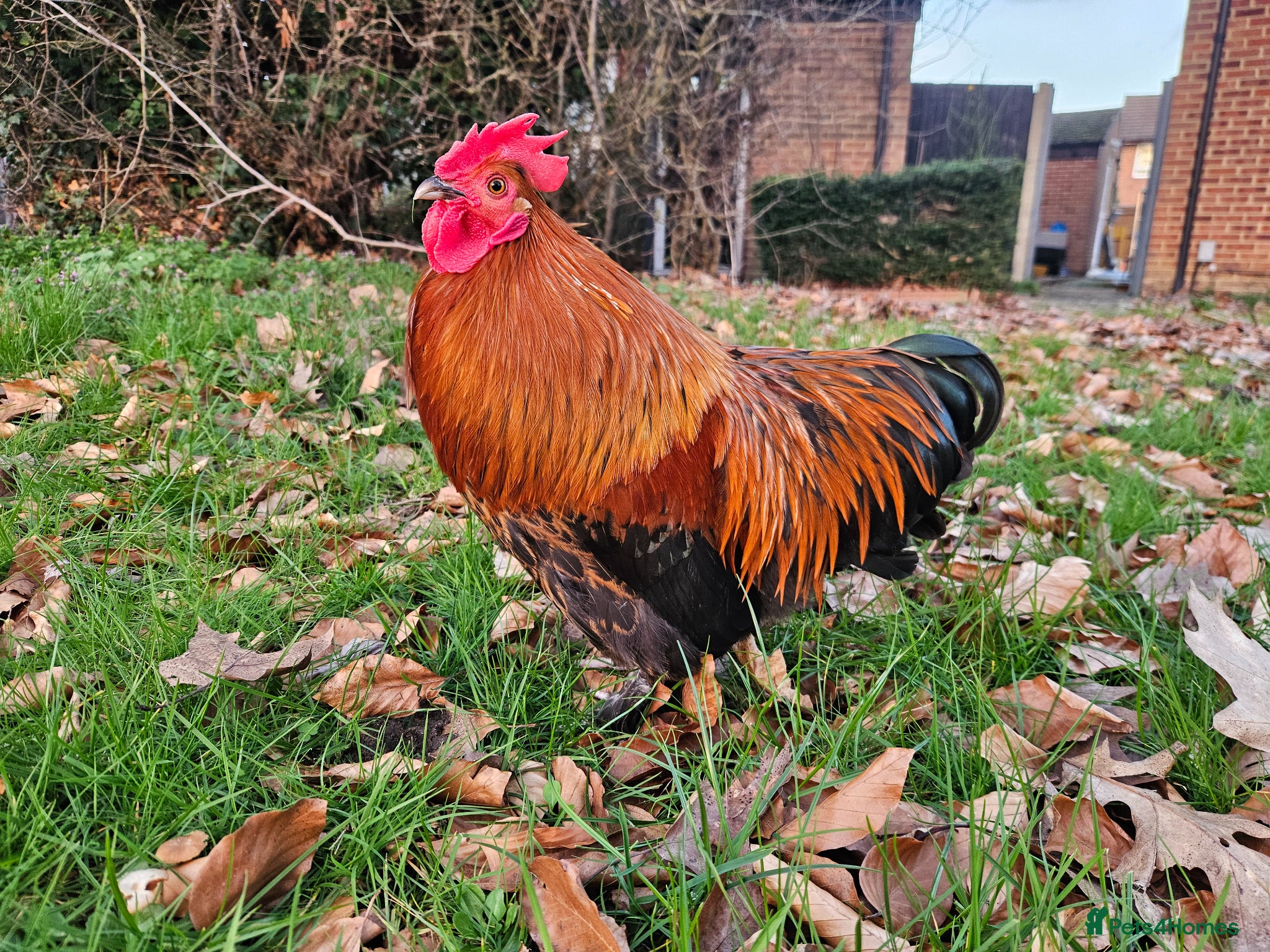 Chickens poultry Bantam rooster needs rehoming - Advert 4